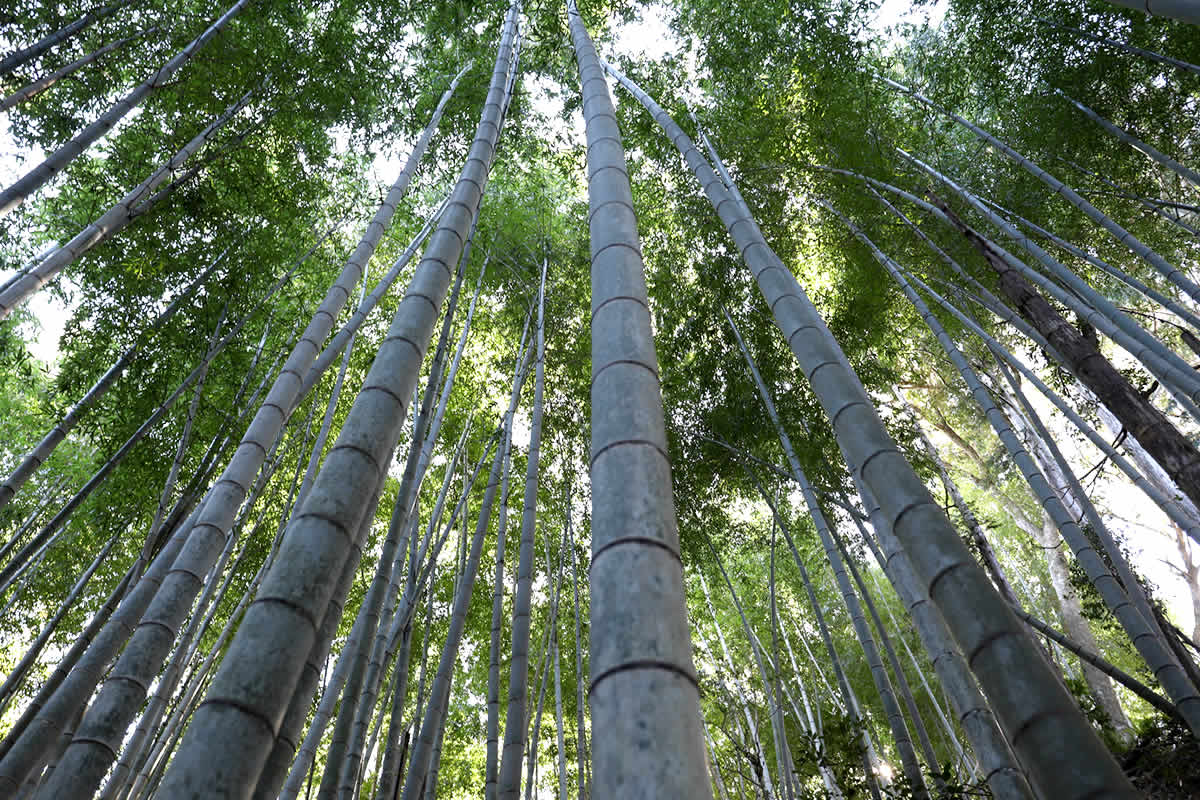 竹林